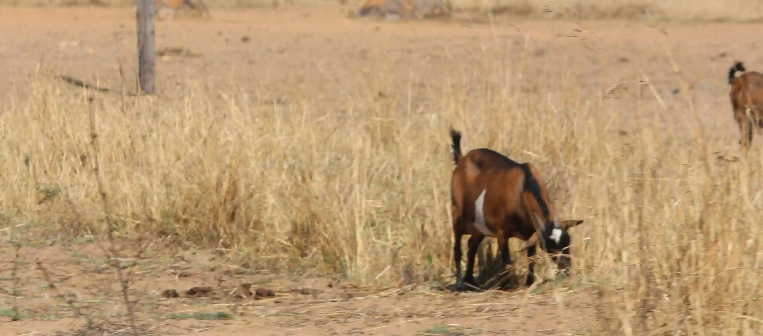 Cops Force Thief To Eat Raw Goat Meat