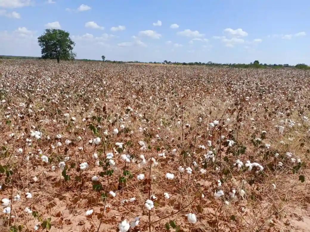 COTTCO Pledges To Move Seed Cotton To Ginneries And Process Payments To Farmers