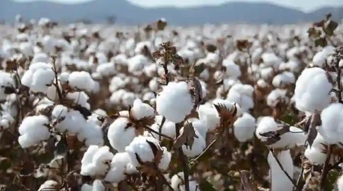 Cotton Farmers Lament The Govt's Decision To Ban Mobile Money Payments As EcoCash Transactions Are Limited To $500 A Day.