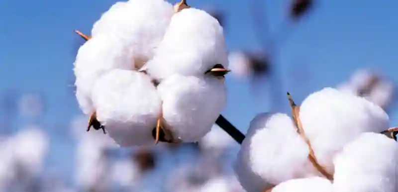 Cotton Farmers To From Benefit Mobile Payment Deal