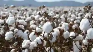 Cotton Farmers To Retain 85 Per Cent In Forex - RBZ