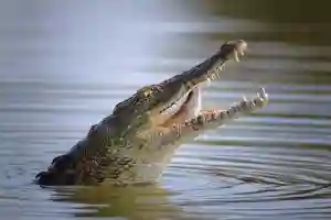 Crocodile Attack Survivor 