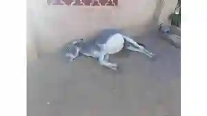 Dead Donkey Found At Mpopoma House