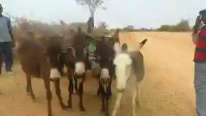 Donkey Cart Traders Bring Respite To Bulawayo Residents