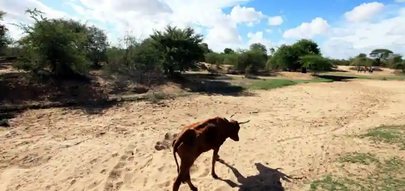 Drought kills 500 cattle in Matebeleland South