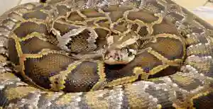 Elderly Woman Forces Granddaughter To Breastfeed Snake
