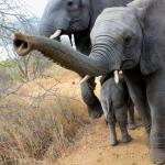 Elephant Charges At Scotch Cart, Tramples Man (46) To Death
