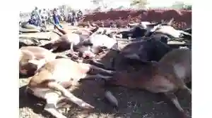 Family Accidentally Poisons 21 Cattle