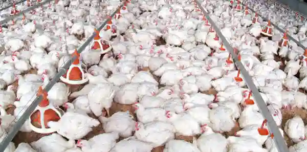 Farmer Loses 100 Broiler Chickens To Conmen