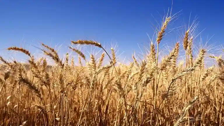 Farmers Rejoice Over New Wheat Producer Prices