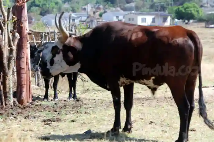Farmers Still Selling January Disease-infected Cattle To Harare Middlemen