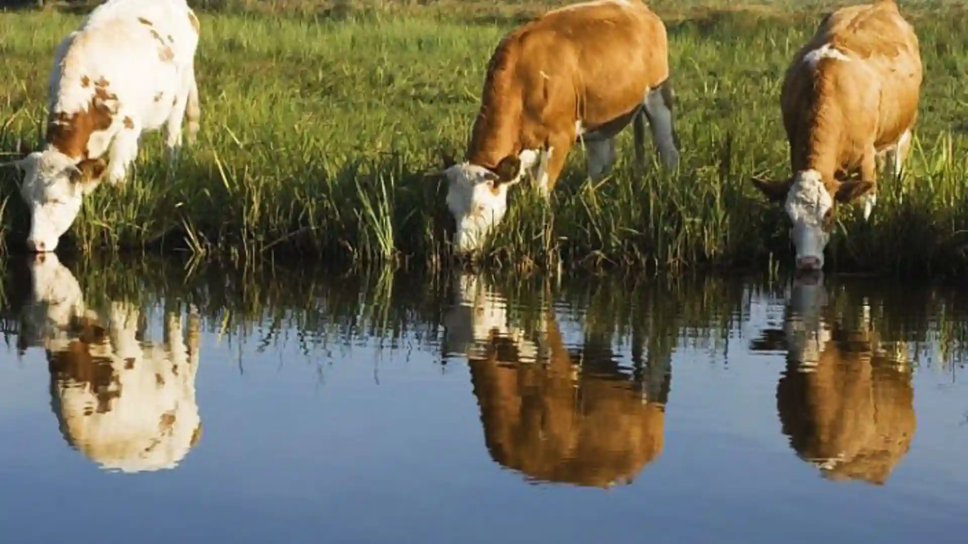 Farmers Welcome Removal Of VAT On Live Animal Sales