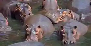 Fisherman Dies After Hippos Attempt To Save Him From Crocodile