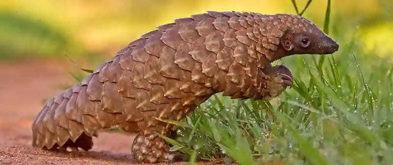 Former Zanu-PF deputy minister on trial for attempting to sell pangolin