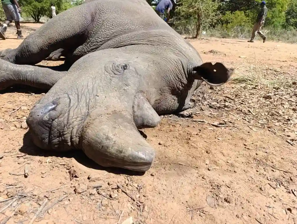 Four Rhinos, Three Zebras Die From Polluted Water At Lake Chivero