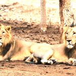 Gache Gache Woman Dies In A Suspected Lion Attack