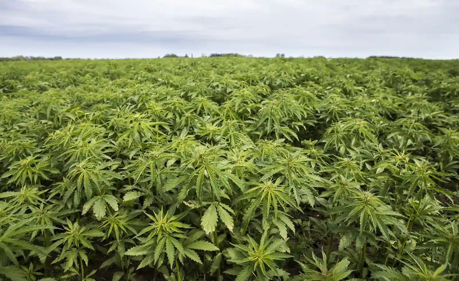 German Firm Allowed To Grow Cannabis In Zimbabwe