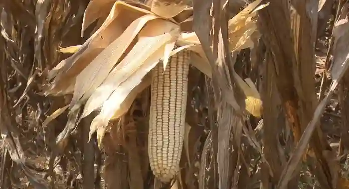 GMB Almost Doubles Maize Producer Prices