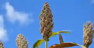 GMB Increases Producer Prices Effective 03 August