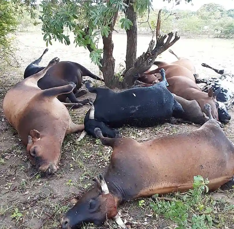 Gokwe Man Runs For His Life After Mysterious Lightning Wipes Out Neighbours' Cattle