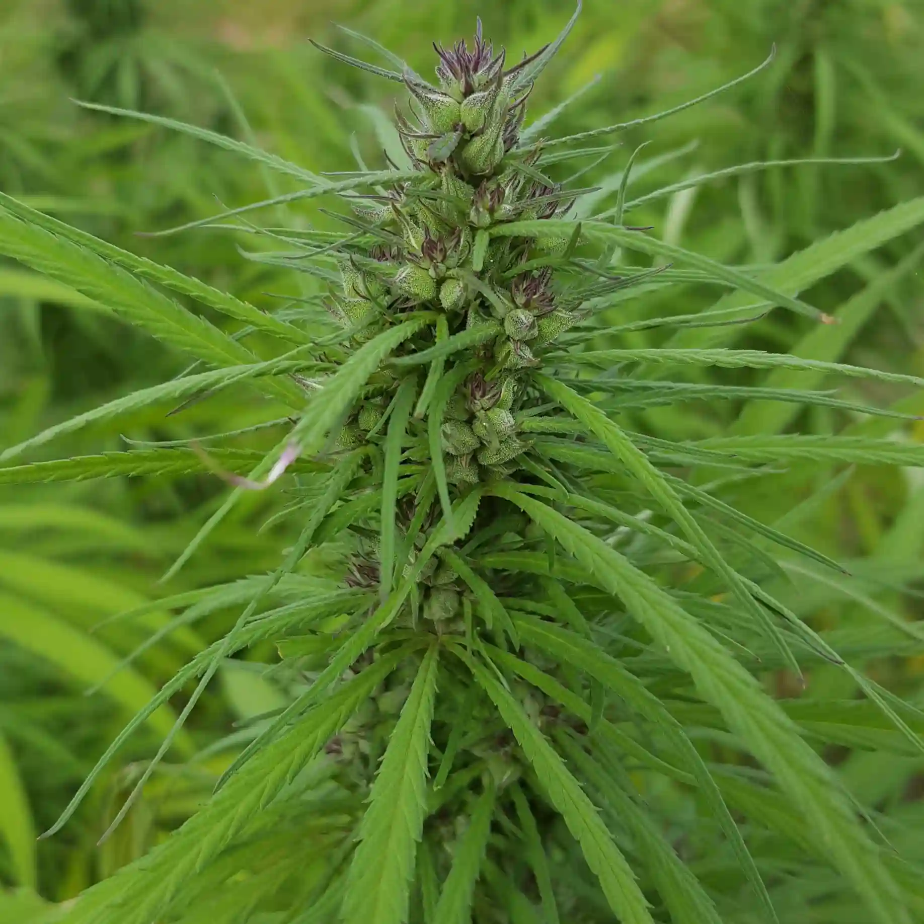 Govt Authorises Industrial Production Of Cannabis