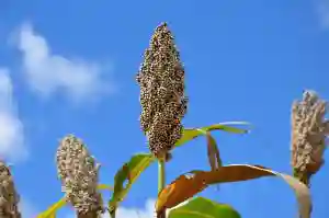 Govt Introduces Grain Swap Programme