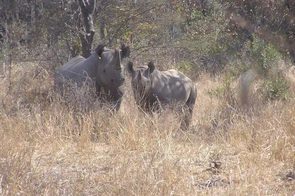 Govt Reintroduces Black Rhino In Gonarezhou National Park