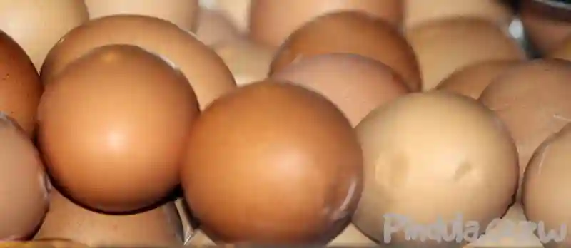 Govt suspends duty for fertilised poultry eggs