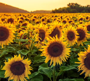 Govt To Make Sunflower Farming Mandatory