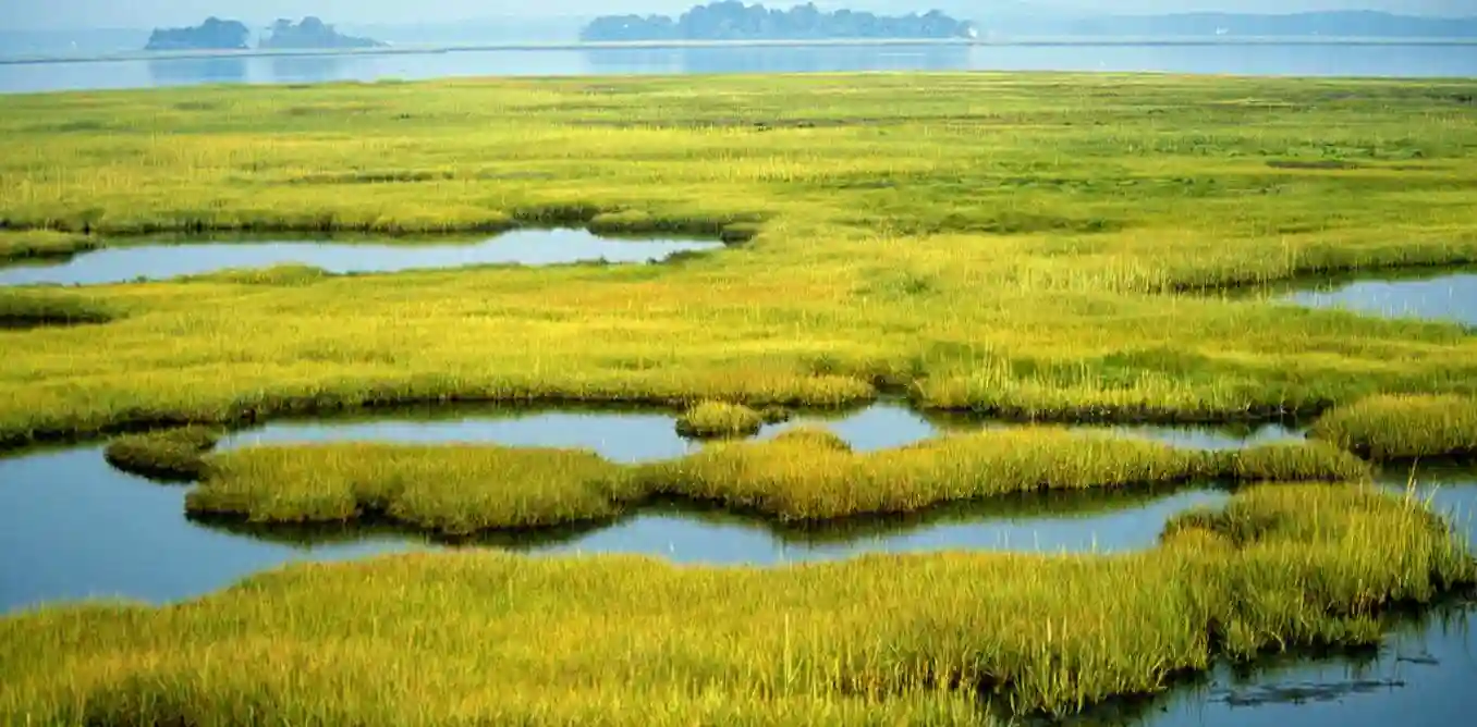 "Harare Wetlands Fast Disappearing"