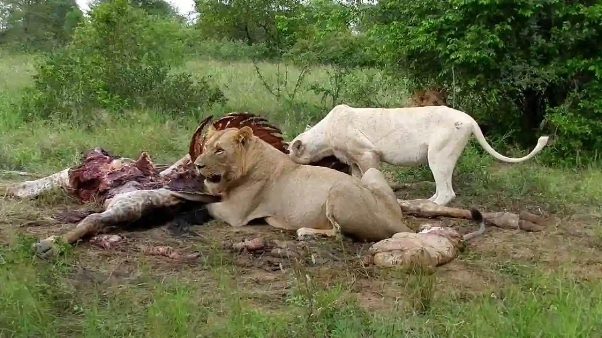 Headman Appeals For Urgent Solution As Lions Kill 35 Cattle, Goats And Donkeys