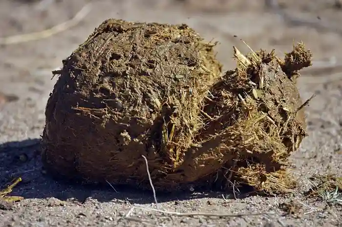 Health Expert Warns Against Using Elephant Dung As Natural Remedy