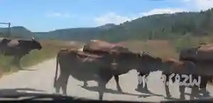 Herd Of Cattle Trigger Fatal Road Rage Incident