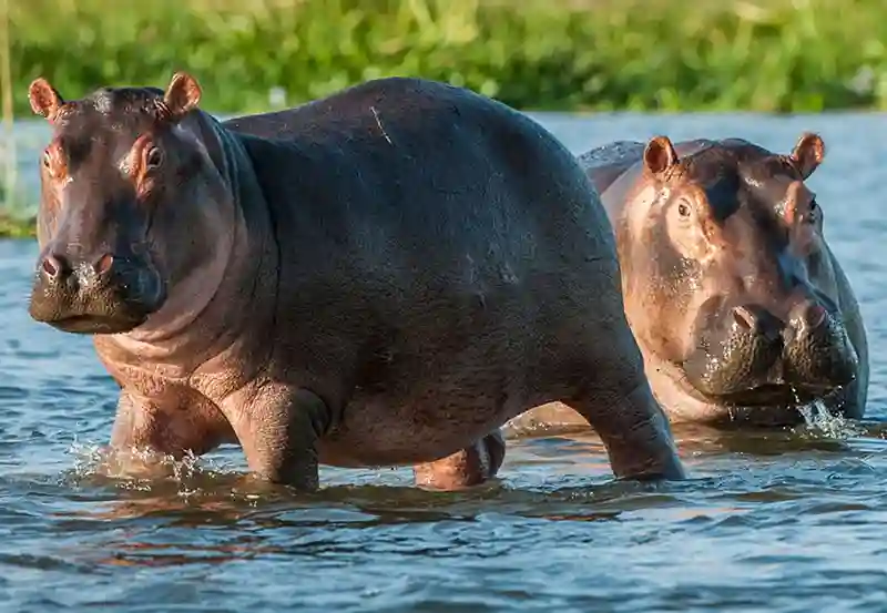 Hippo Kills Gwanda Man