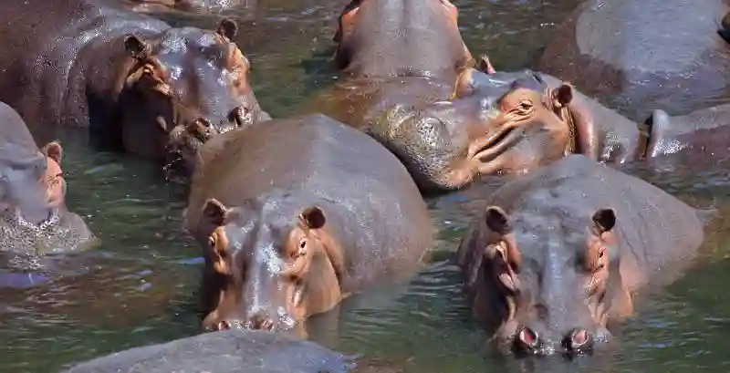 Hippos continue dying in Binga anthrax suspected but still to be confirmed
