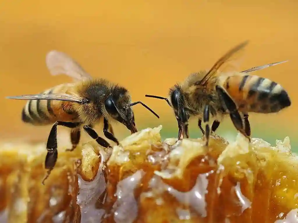 "Honey Sold On The Street Poses Health Risks"