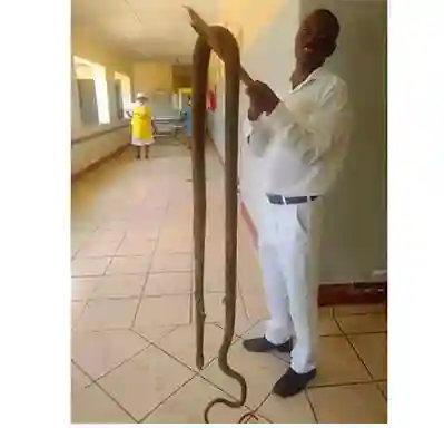 Huge Snake Causes Commotion At A Hospital