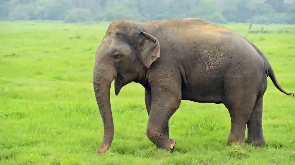 Hwange National Park Laments Elephant Overpopulation - Report