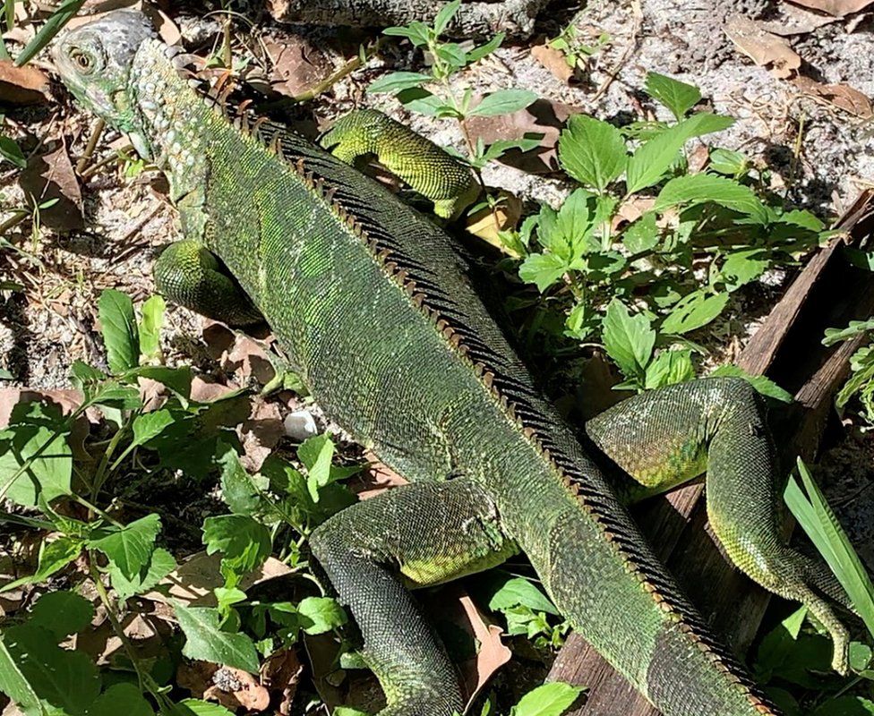 Iguanas fall from trees as cold snap hits Florida