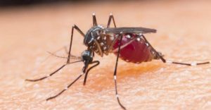 Improvised Mosquito Repellant Torches Shelter Killing Three Kids