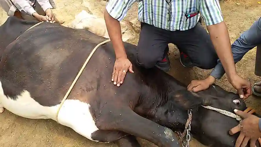 January Disease Kills 4 000 Cattle In Buhera