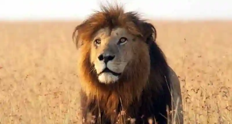 Kariba residents live in fear as lions kill dogs