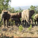 KAZA TFCA Launches US$3 Million Elephants Aerial Survey