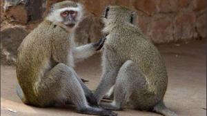 Kenyan Airways To Discontinue Transportation Of Monkeys From Africa To U.S. Lans