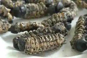 Learners To Be Fed On Mopane Worms Fortified Porridge