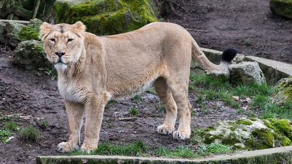 Lioness mauls zookeeper to death in Iran