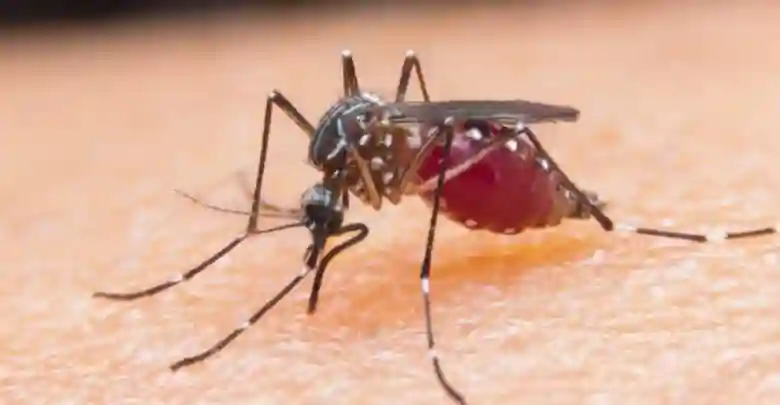 Malaria Ravages Beitbridge And Gwanda Districts