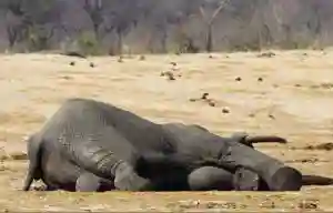 Man (34) In Court For Killing US$50 000 Bull Elephant