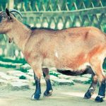 Man Assaulted To Death Over Goat Theft Allegations, Goat Found