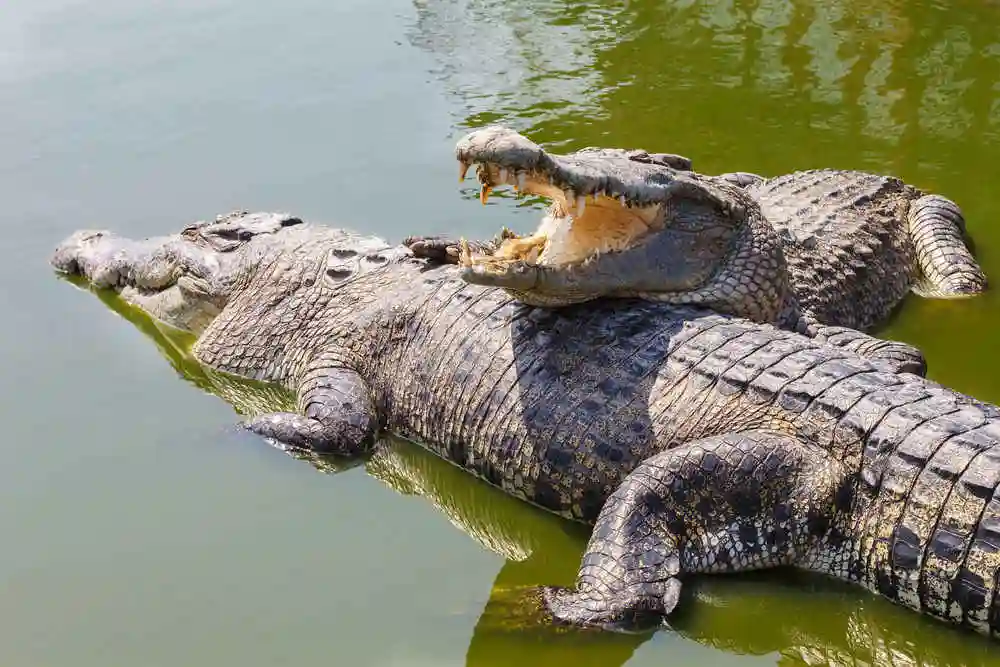 Man Loses Arm After Attempting To Swim With "Domesticated" Crocodiles In Victoria Falls